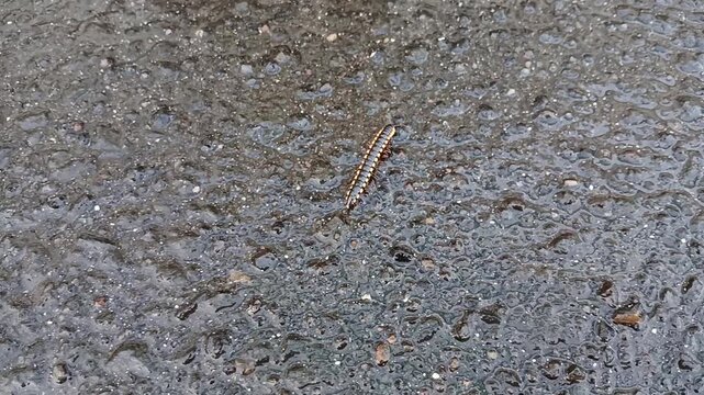 centipedes or millipedes crawling on the asphalt after the rain.