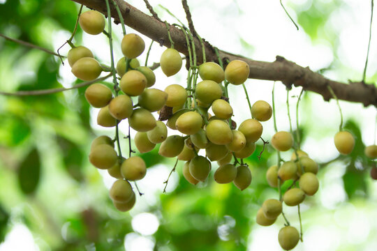 Burmese fruit on tree in the garden,Thailand.