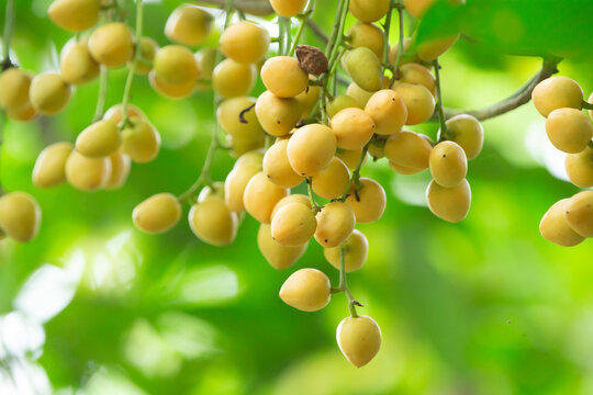 Burmese fruit on tree in the garden,Thailand.