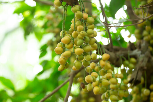 Burmese fruit on tree in the garden,Thailand.
