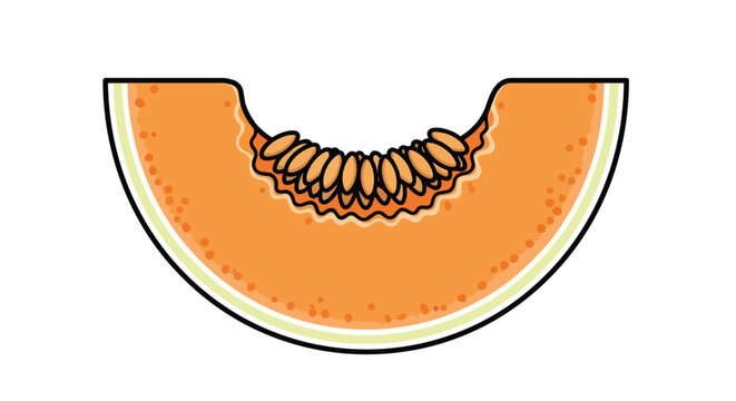 Fresh Slice of Ripe Cantaloupe Melon with Seeds Illustration Isolated on White Background