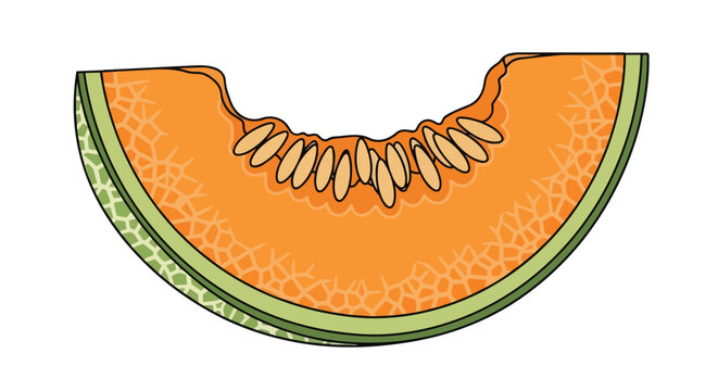 Hand drawn illustration of a fresh cantaloupe melon slice with seeds and orange flesh isolated on white background