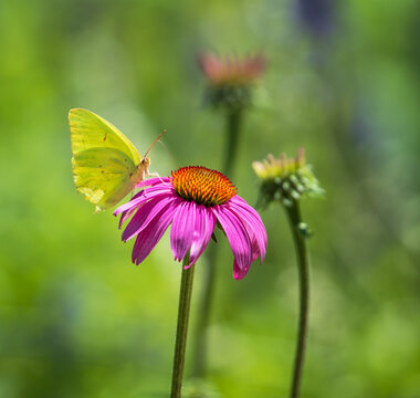 Little Yellow butterfly feeding on purple coneflower (Echinacea purpurea) in pollinator garden in the spring. Natural green background with copy space.