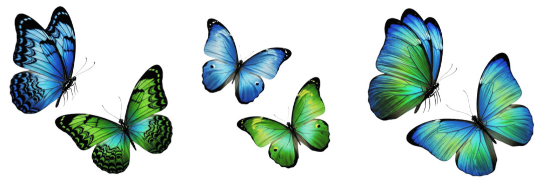 Set and collection of two beautiful blue and green butterflies flying isolated on white transparent png background