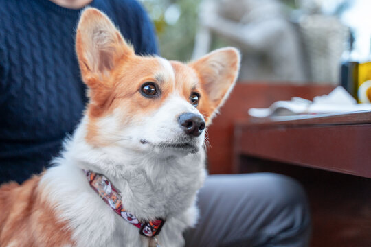 Pembroke Welsh corgi dog with decorative collar sitting at outdoor restaurant table next to owner, dog friendly cafe lifestyle concept.