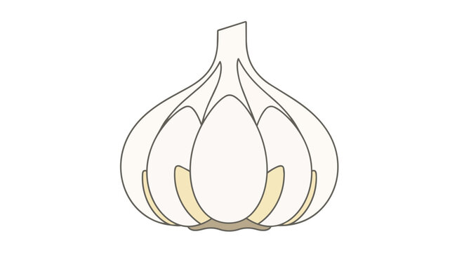Fresh Organic Garlic Bulb Illustration Isolated on White Background for Cooking and Food Design