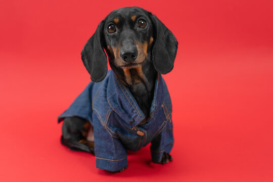 Dachshund dog wearing denim robe jacket sitting on bold red background, casual urban fashion pet portrait concept.