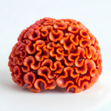 Closeup of a vibrant orange cockscomb flower isolated on white background.