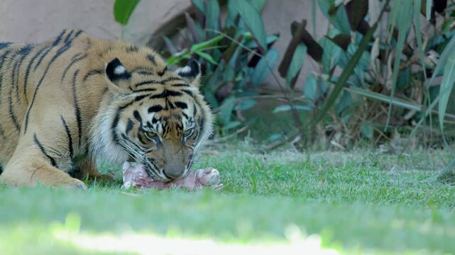 Sumatran Tiger Eating Raw Meat on Grass at Australia Zoo