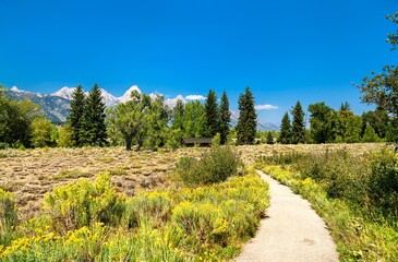 Fototapeta premium A narrow paved trail winds through blooming sagebrush and wildflowers in Grand Teton National Park, leading toward a rustic cabin nestled among pines beneath the rugged peaks of the Teton Range.