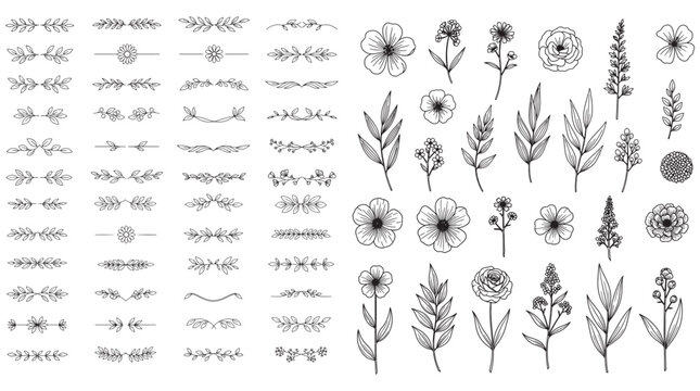 Hand Drawn Floral Dividers and Botanical Flower Element Vector Set