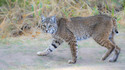 Fototapeta premium Arizona Bobcat startled while hunting