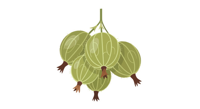 Bunch of Fresh Green Gooseberries Illustration Isolated on White Background