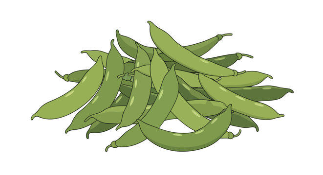 Pile of fresh green beans illustration isolated on white background, organic snap peas, healthy vegetable harvest, green legumes pod