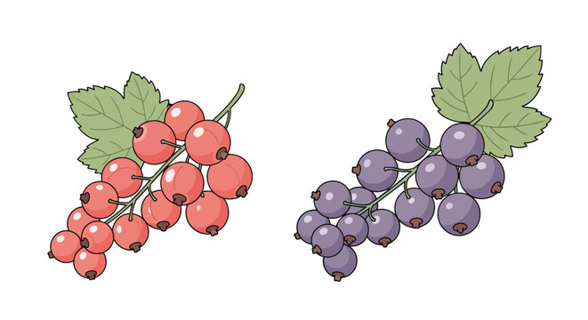 Fresh Redcurrant and Blackcurrant Berries with Green Leaves Illustration Isolated on White Background