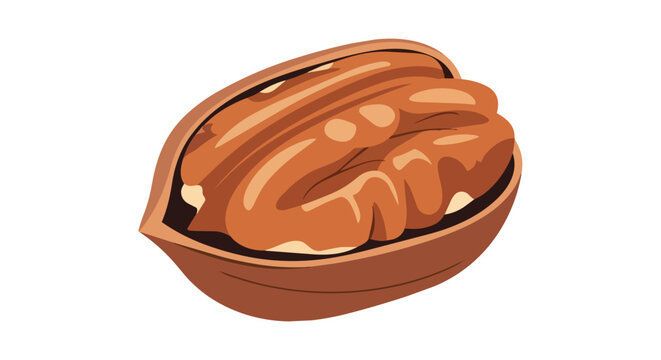 Fresh whole pecan nut in open shell isolated on white background illustration for healthy snack and food concept