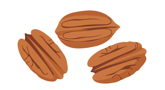 Three shelled pecan nut kernels illustration isolated on white background