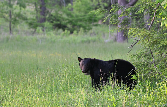 Big Black Bear with Collar