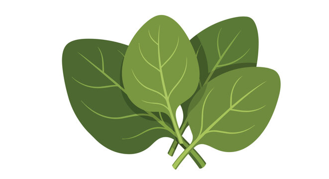 Fresh green spinach leaves illustration isolated on white background for healthy food design