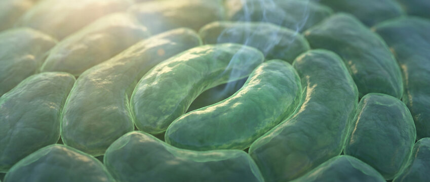 Plant Cells Micro-Nature Scientific Visualization of Stomata Breathing