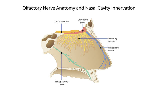 Olfactory Nerve Anatomy and Nasal Cavity Innervation
Cross-sectional illustration of nasal cavity nerve supply highlighting the olfactory pathway, olfactory bulb, cribriform plate.