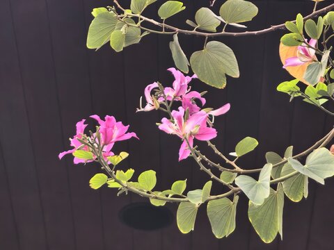 Vibrant pink orchid tree flowers bloom against a dark background