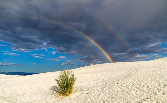 Stunning view of a double rainbow arching over the unique gypsum dunes of White Sands National Park in New Mexico, United States, with a desert plant in the foreground.