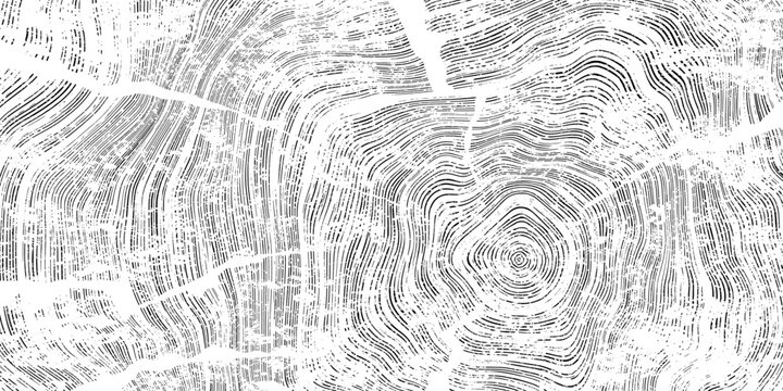 Log cut, wood texture, tree rings pattern, black and white, rough vector background