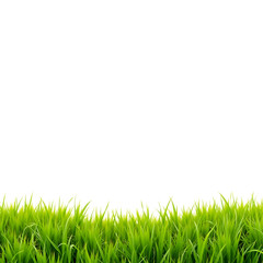 Obraz premium fresh green rice field with soft morning sunlight and clear sky background