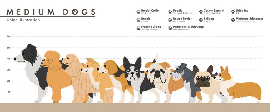 Medium dog breed size comparison chart flat vector illustration