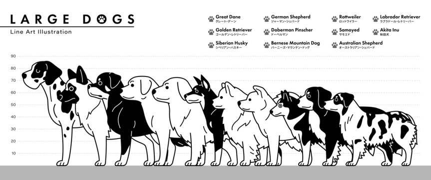 Large dog breed size comparison line art vector illustration