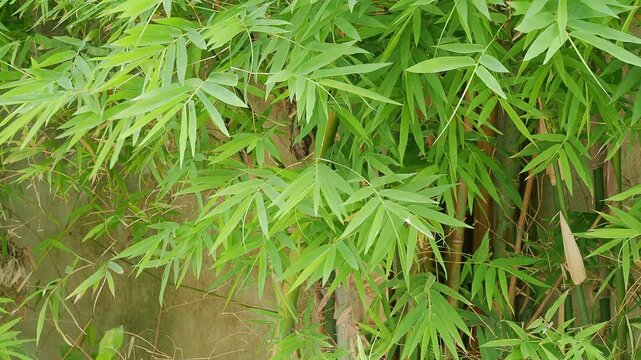 Bamboo leves background, green leaf wind blowing nature forest field growth beauty spring foliage herb summer tropical