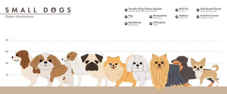 Small dog breed size comparison chart flat vector illustration