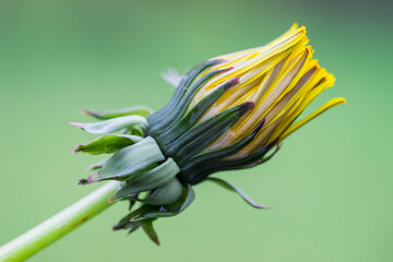 a closed yellow dandelion bud in very close-up © AlMacro