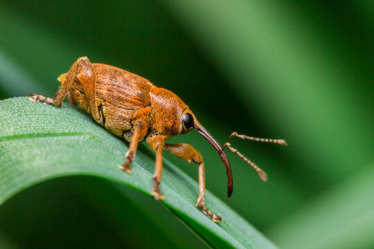 Curculio nucum  Close-up of a weevil sitting on a blade of grass