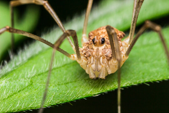 Phalangium opilio a close-up shot of a spider sitting on a green leaf.