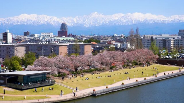 富岩運河環水公園　桜と立山連峰