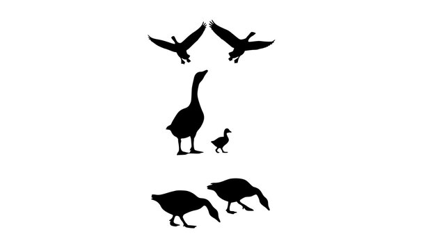 Black goose silhouette vector set with flying, walking and standing poses including gosling isolated wildlife bird collection on white background