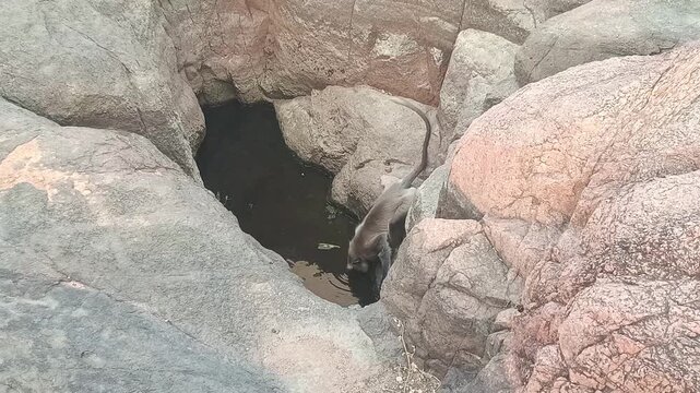 Wild Gray Langur Monkey Drinking Water from a Natural Rock Pool in India