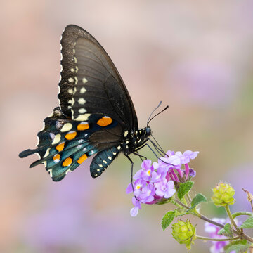 A Pipevine Swallowtail Butterfly Battus Philenor