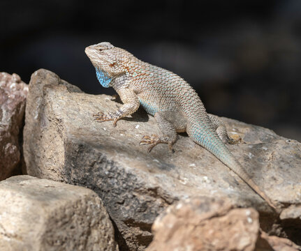 Clark&rsquo;s Spiny Lizard, Sceloporus clarkii