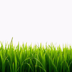 Fototapeta premium Fresh green rice paddy field at sunrise with soft morning light and misty horizon
