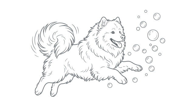 White Samoyed dog running with splashing water droplets outline illustration