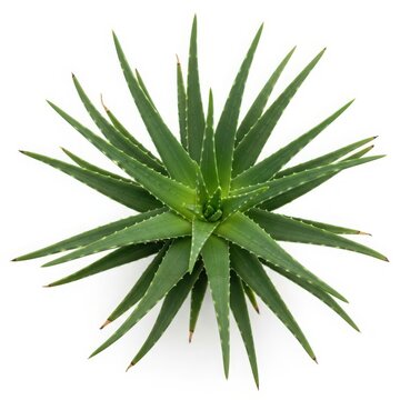 The striking visual representation of an agave plant showcasing its unique rosette structure and elongated green leaves