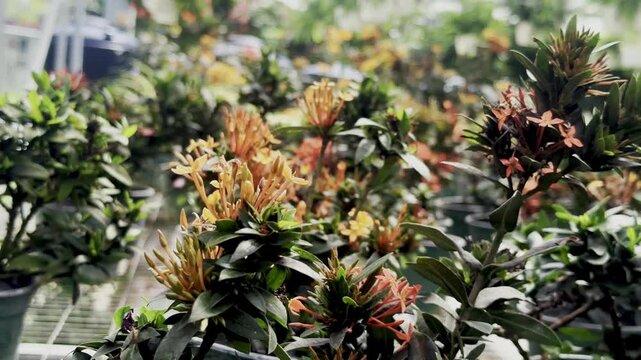 orange flowers, garden nursery, flowering plants, dark green leaves, potted plants, tropical flowers, plant nursery, orange blooms, greenhouse plants, floral display, garden center, leafy plants, brig