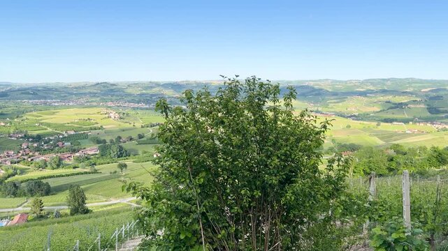 Panoramic View of Rolling Vineyard Hills in Piedmont Italy