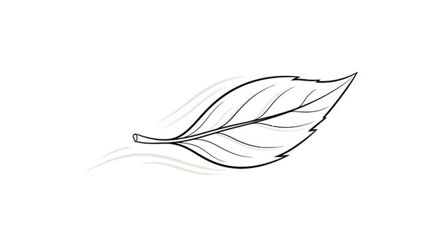 Leaf Illustration Drawing.