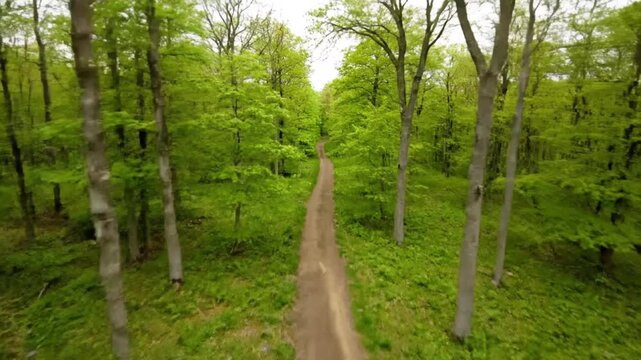 Aerial View of Dirt Path Through Lush Green Forest in Spring