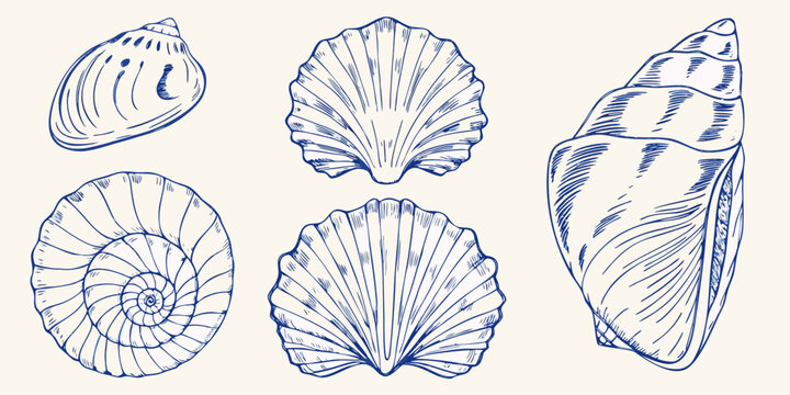 blue seashell sketches on a white background