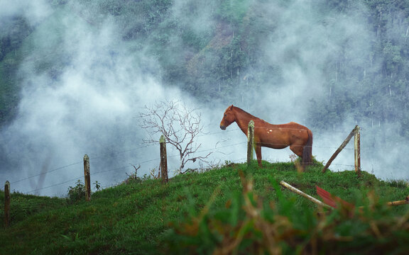 CABALLO ADULTO